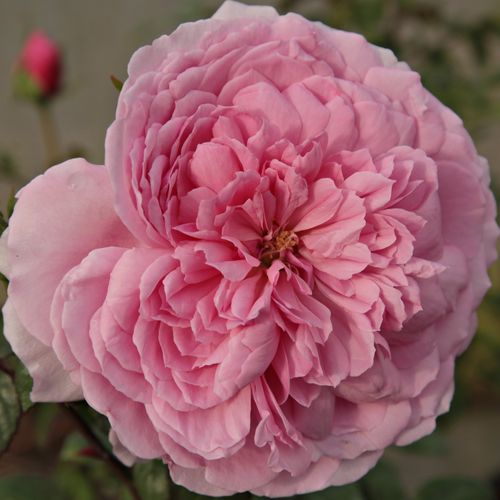 E-commerce, vendita, rose, in, vaso rose floribunde - rosa - Rosa Fluffy Ruffles™ - rosa dal profumo discreto - Howard & Smith - Germogli con fogliame coriaceo che crescono in altezza.